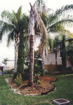 Palm Damage